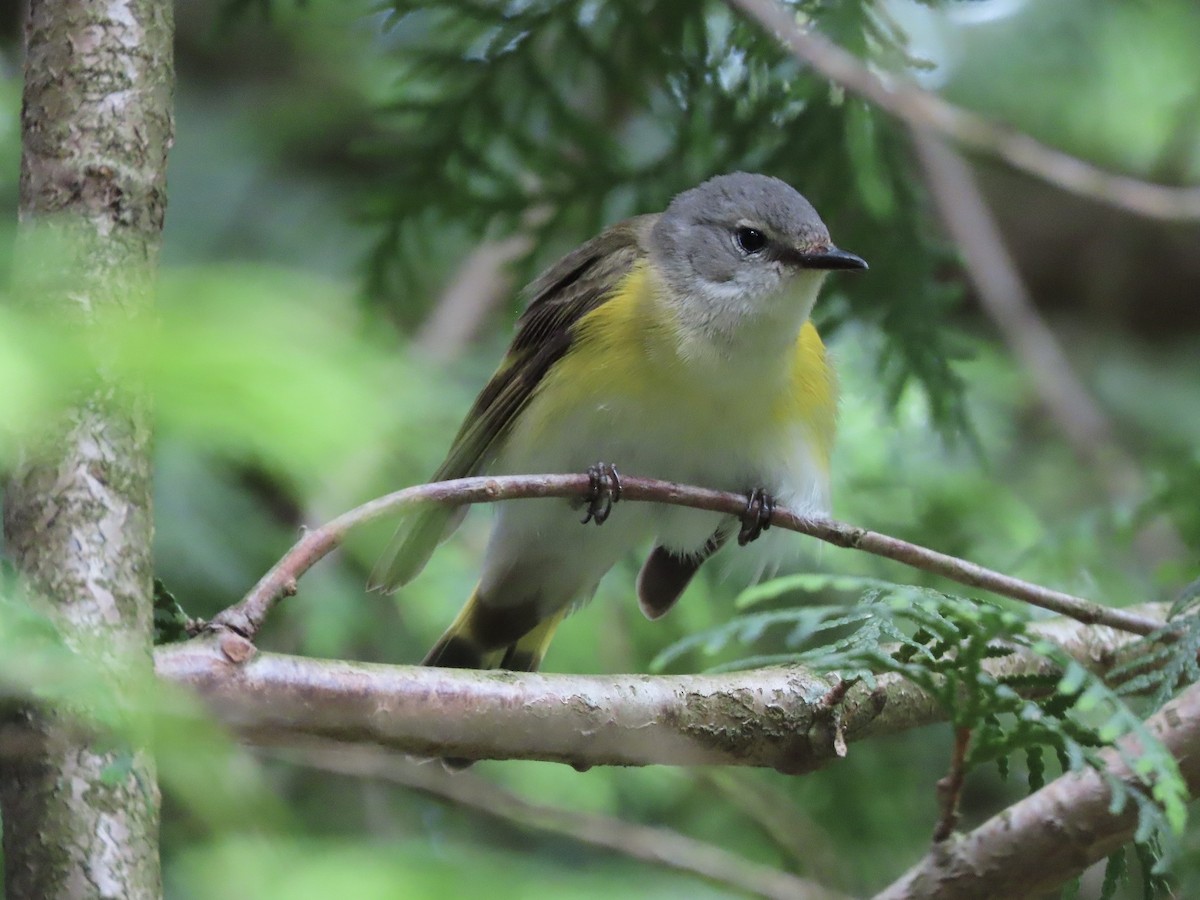 American Redstart - ML619499434