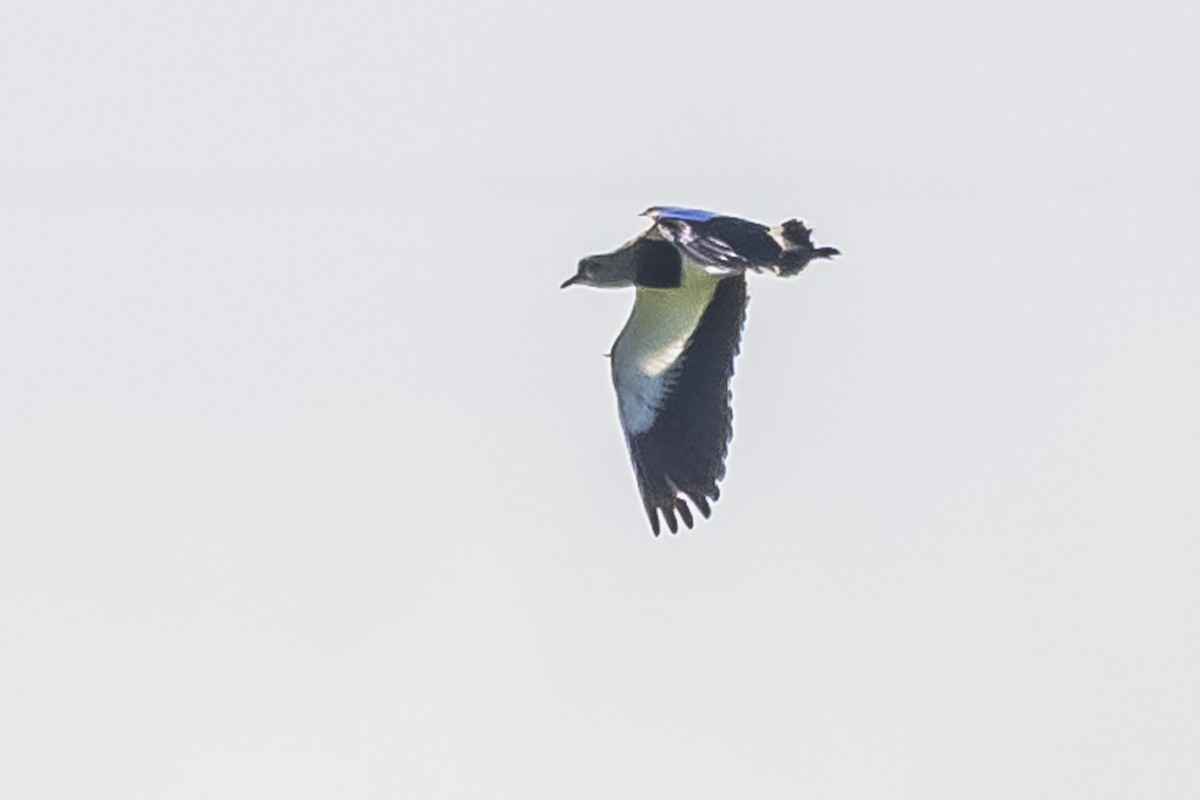 Southern Lapwing - Amed Hernández