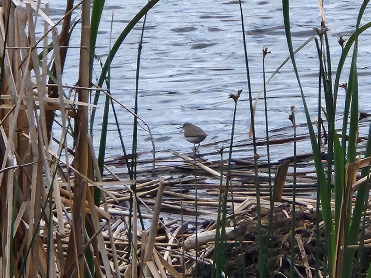 Spotted Sandpiper - Steve Scordino