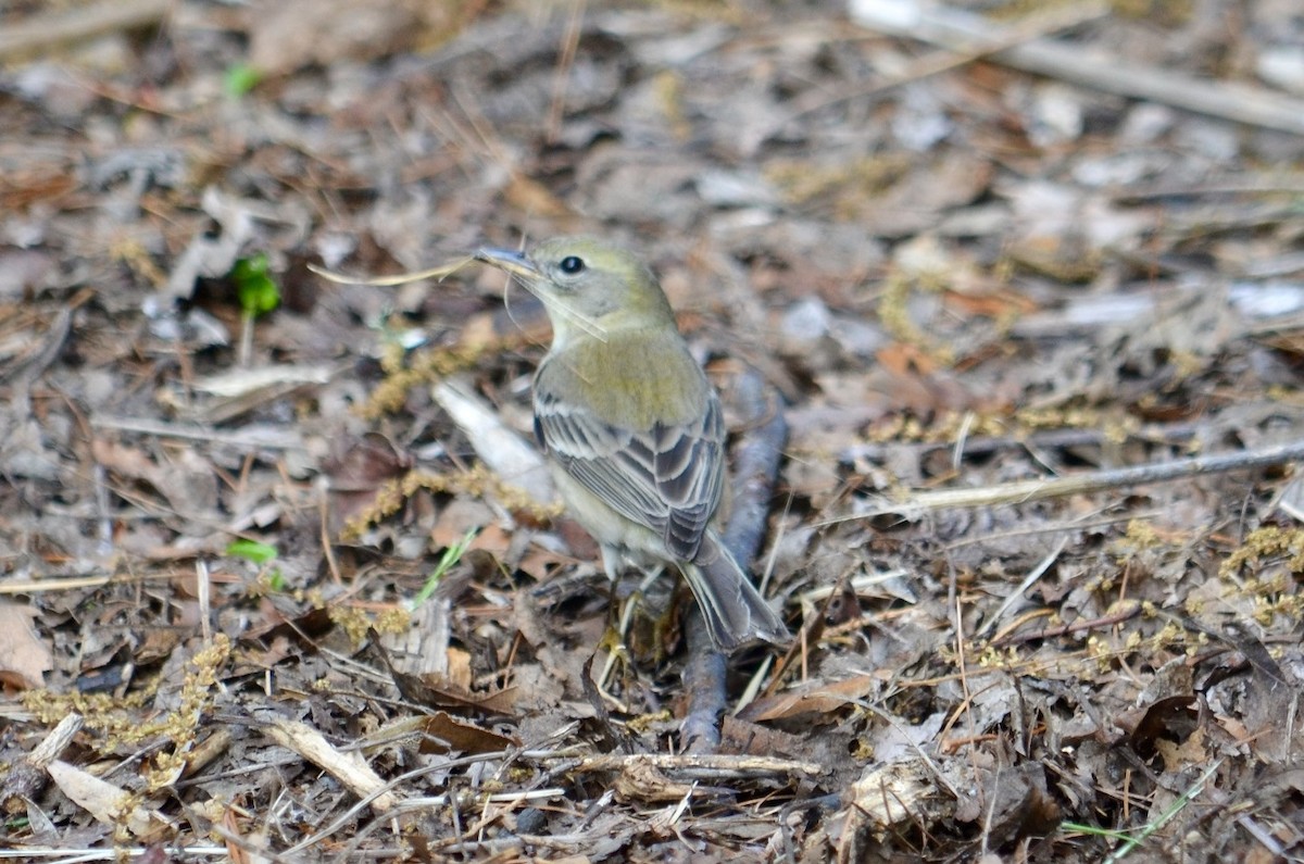 Pine Warbler - Beth Daugherty