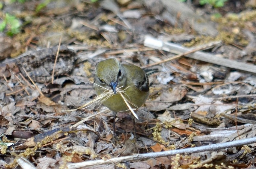 Pine Warbler - Beth Daugherty