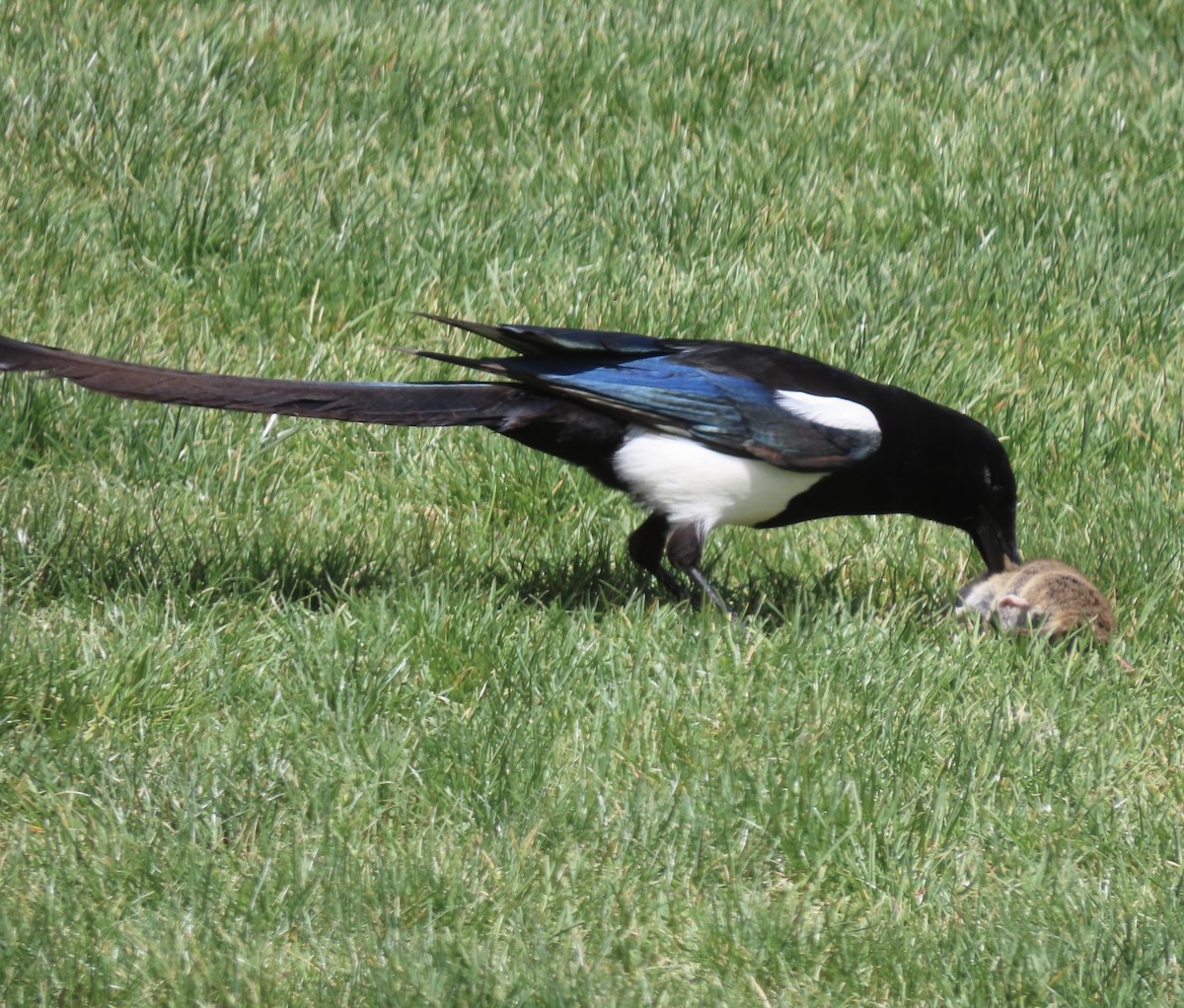 Black-billed Magpie - Patricia DiLuzio