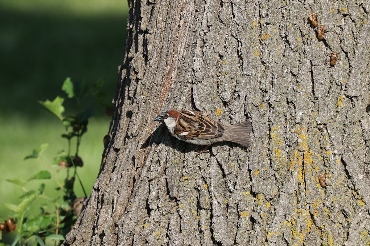 House Sparrow - Susan Szeszol