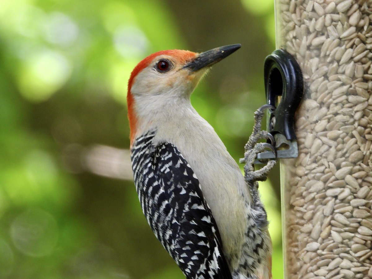 Red-bellied Woodpecker - Monica Rose