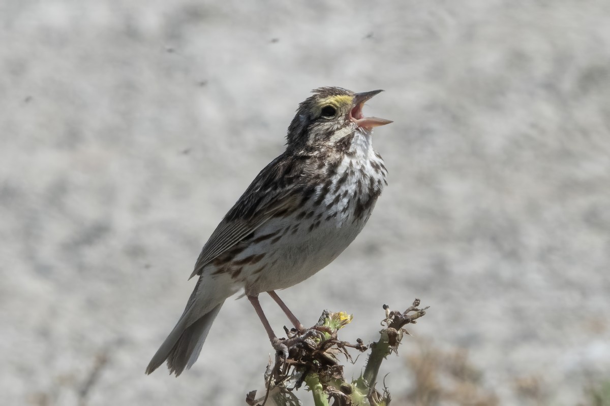 Savannah Sparrow - Mary Ann Robertson