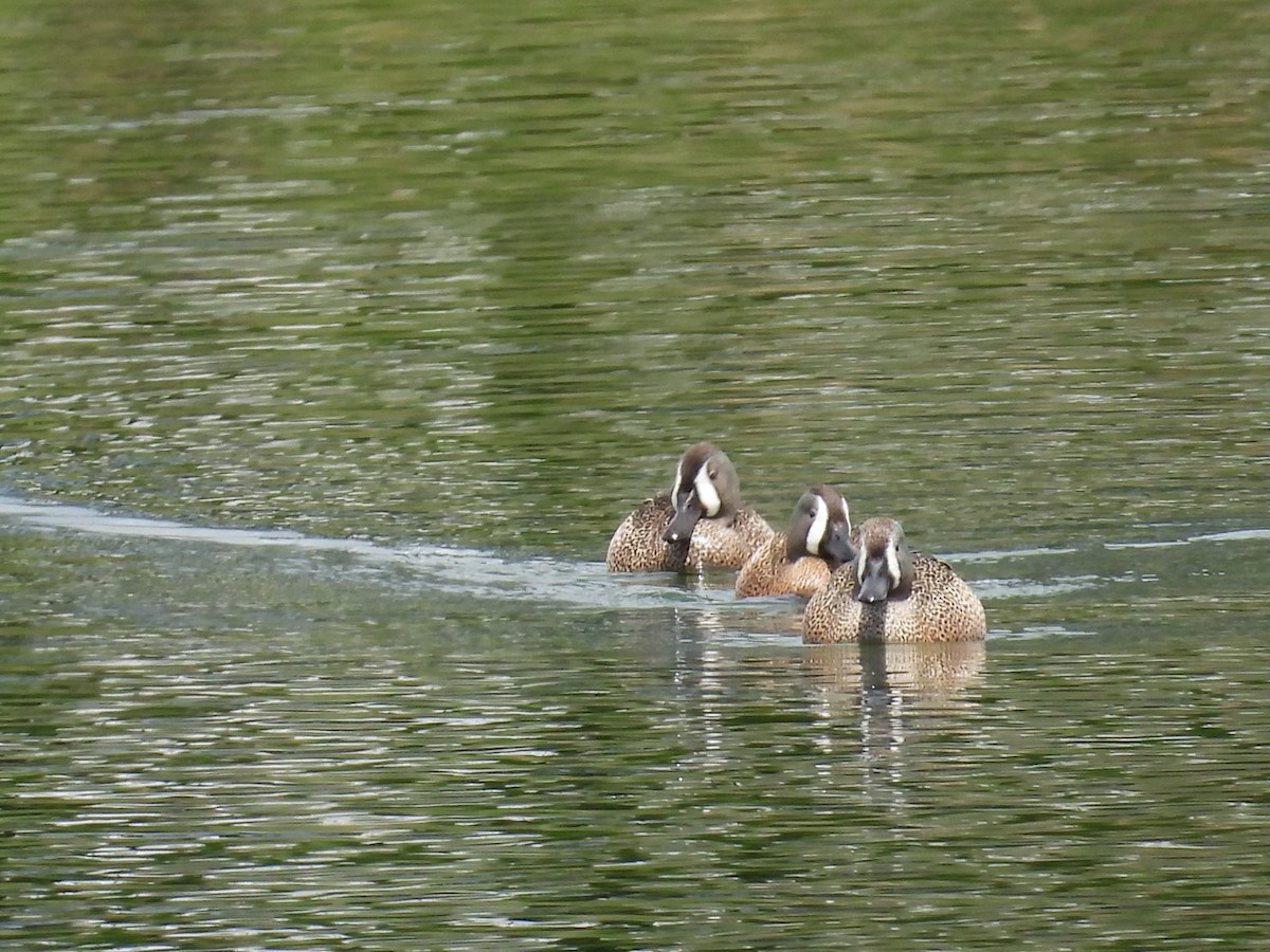 Blue-winged Teal - ML619499469
