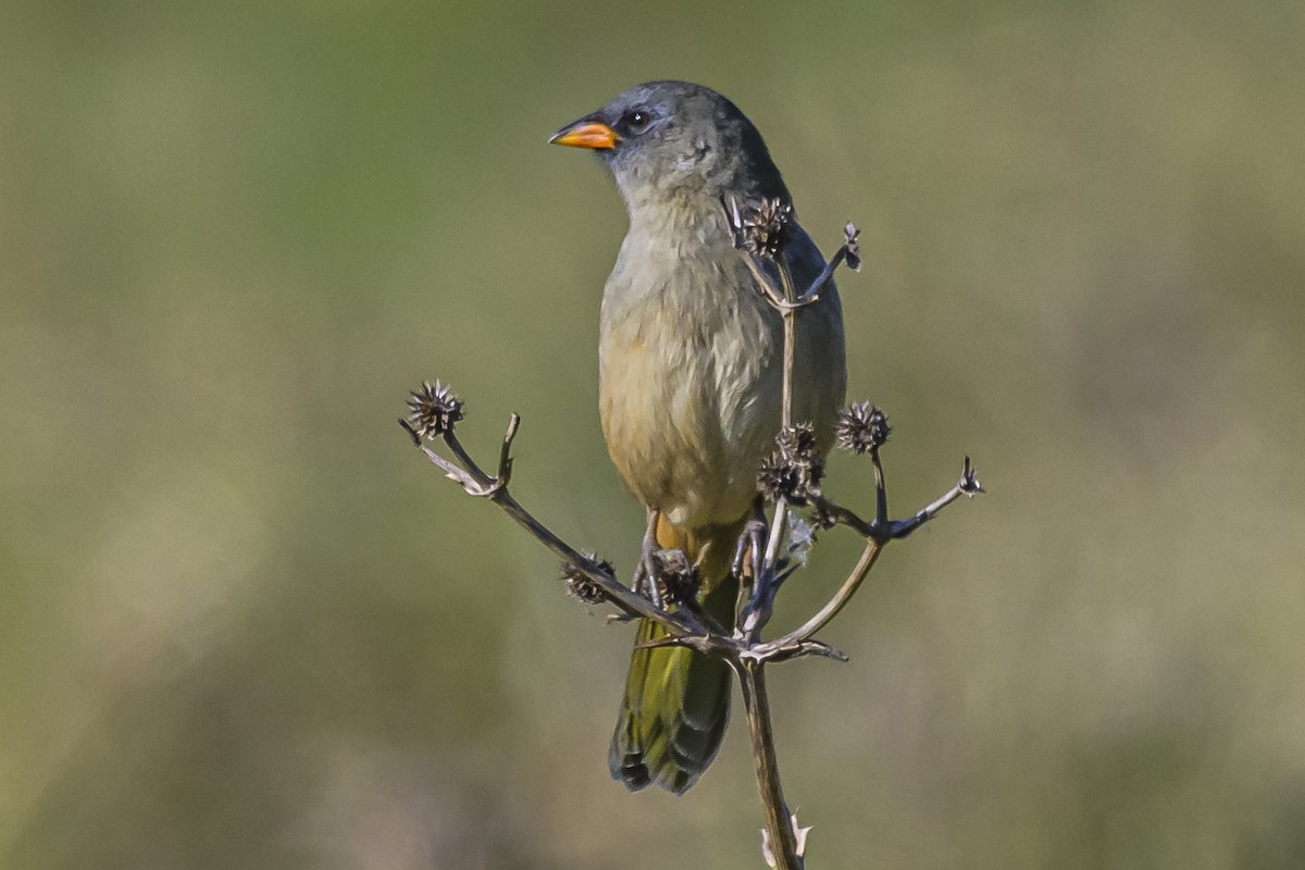 Great Pampa-Finch - Amed Hernández