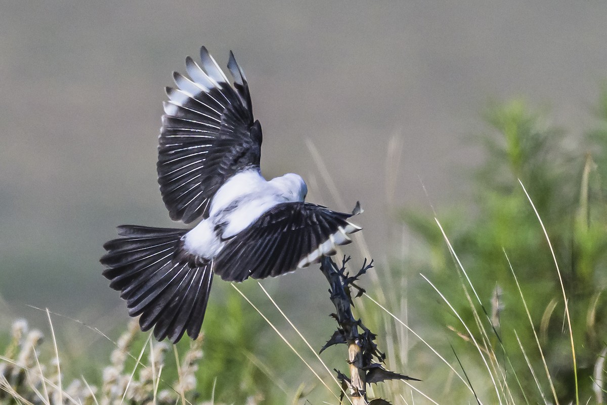 Black-and-white Monjita - Amed Hernández