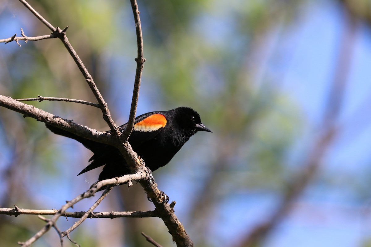 Red-winged Blackbird - Susan Szeszol