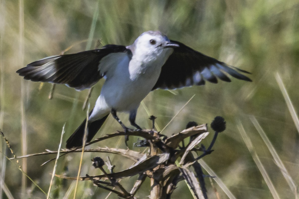 Black-and-white Monjita - Amed Hernández