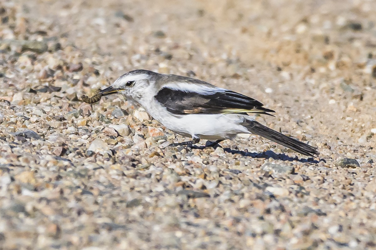 Black-and-white Monjita - Amed Hernández