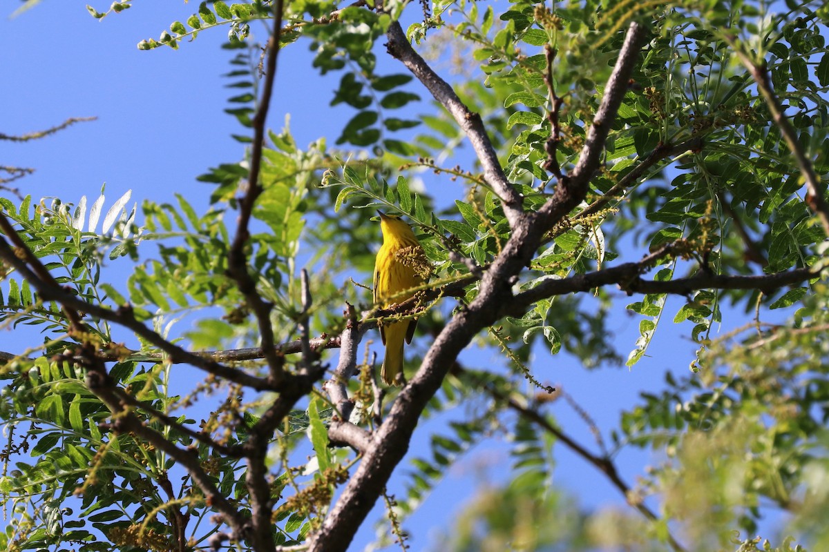 Yellow Warbler - Susan Szeszol