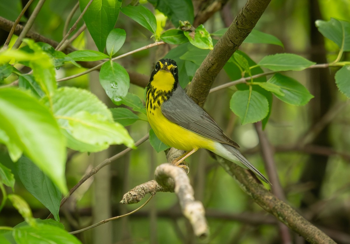 Canada Warbler - Marina Germain