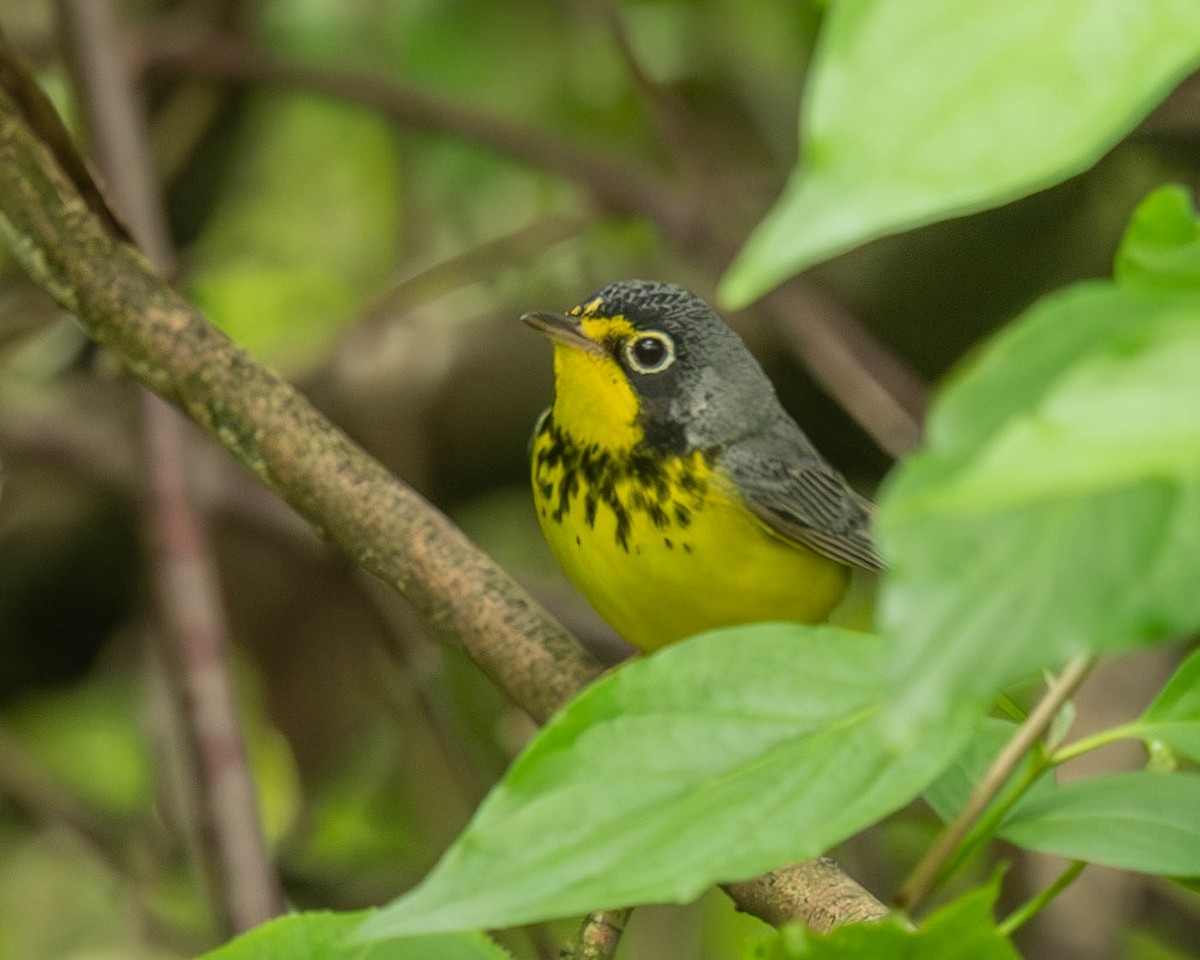 Canada Warbler - Marina Germain