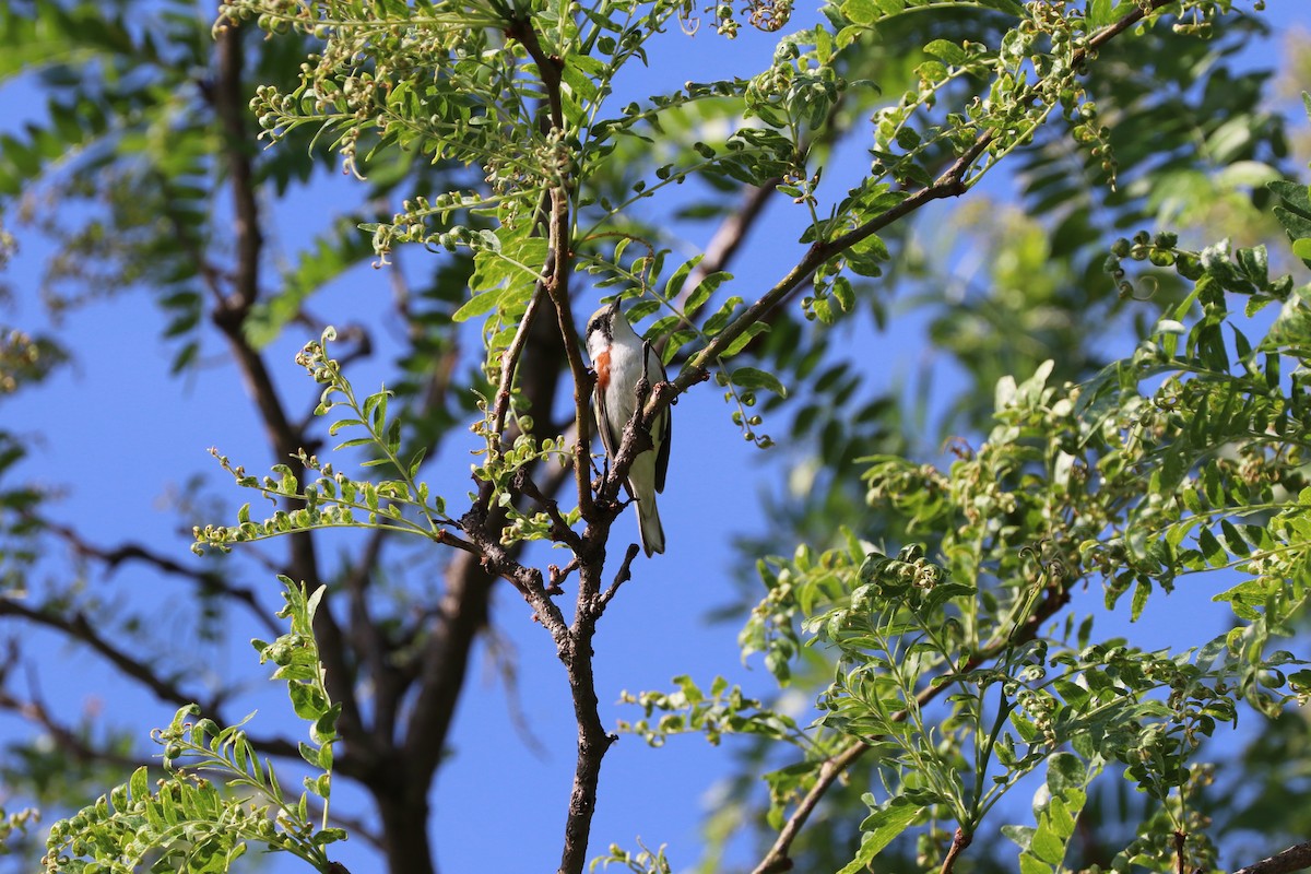 Chestnut-sided Warbler - Susan Szeszol