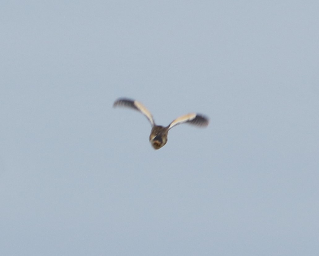 Little Bittern - Elaheh Afsaneh