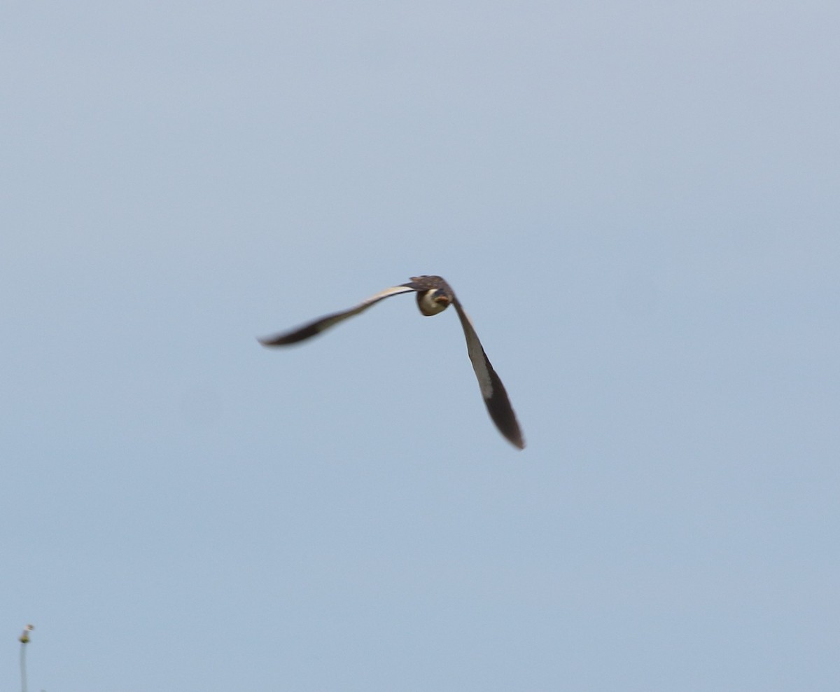 Little Bittern - Elaheh Afsaneh