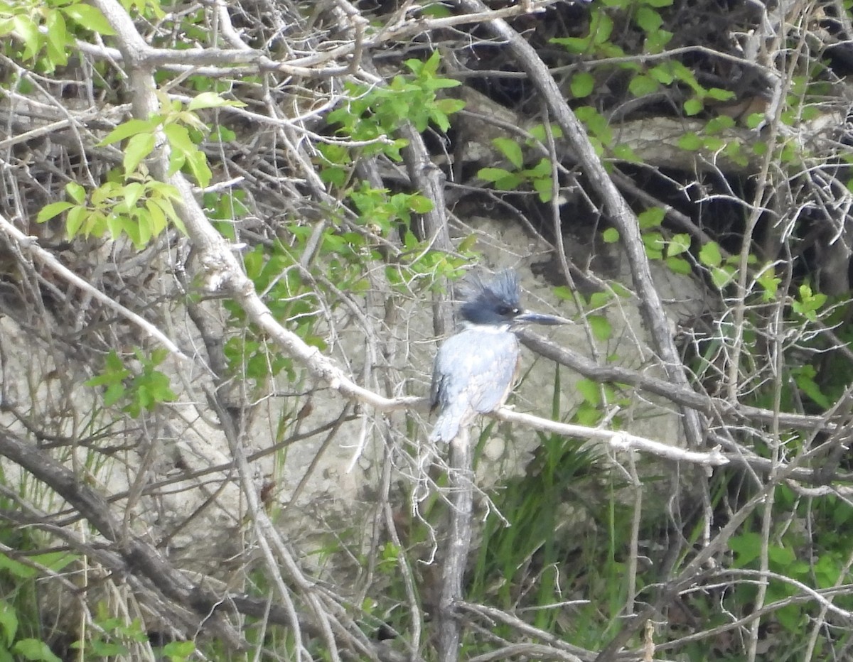 Belted Kingfisher - Moira Swinton