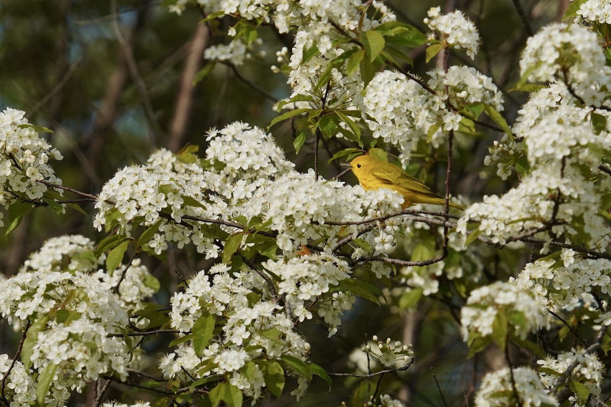 Yellow Warbler (Northern) - ML619499531