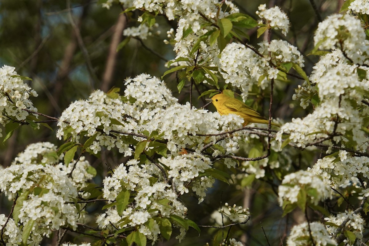 Yellow Warbler - Bob Plohr