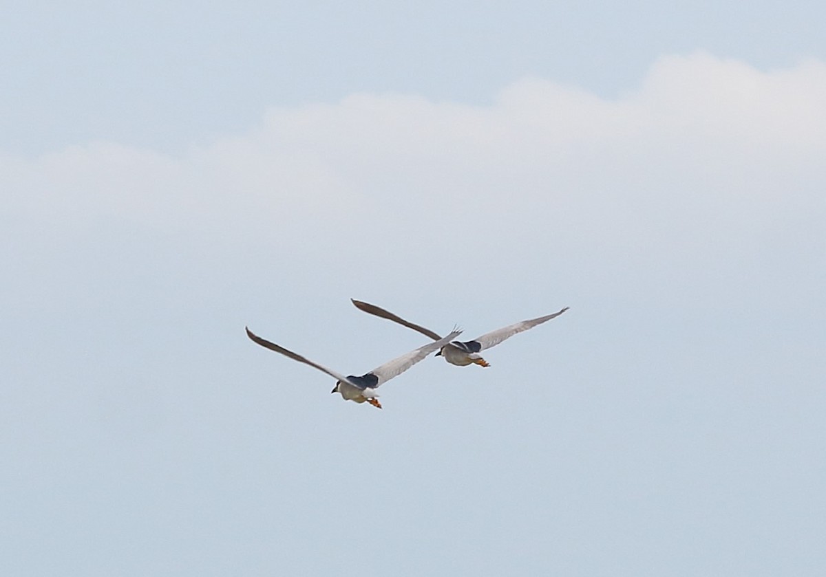 Black-crowned Night Heron - ML619499540