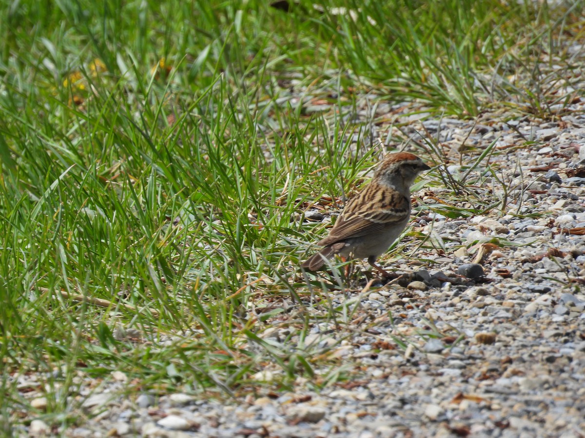 Chipping Sparrow - Marilyn Weber