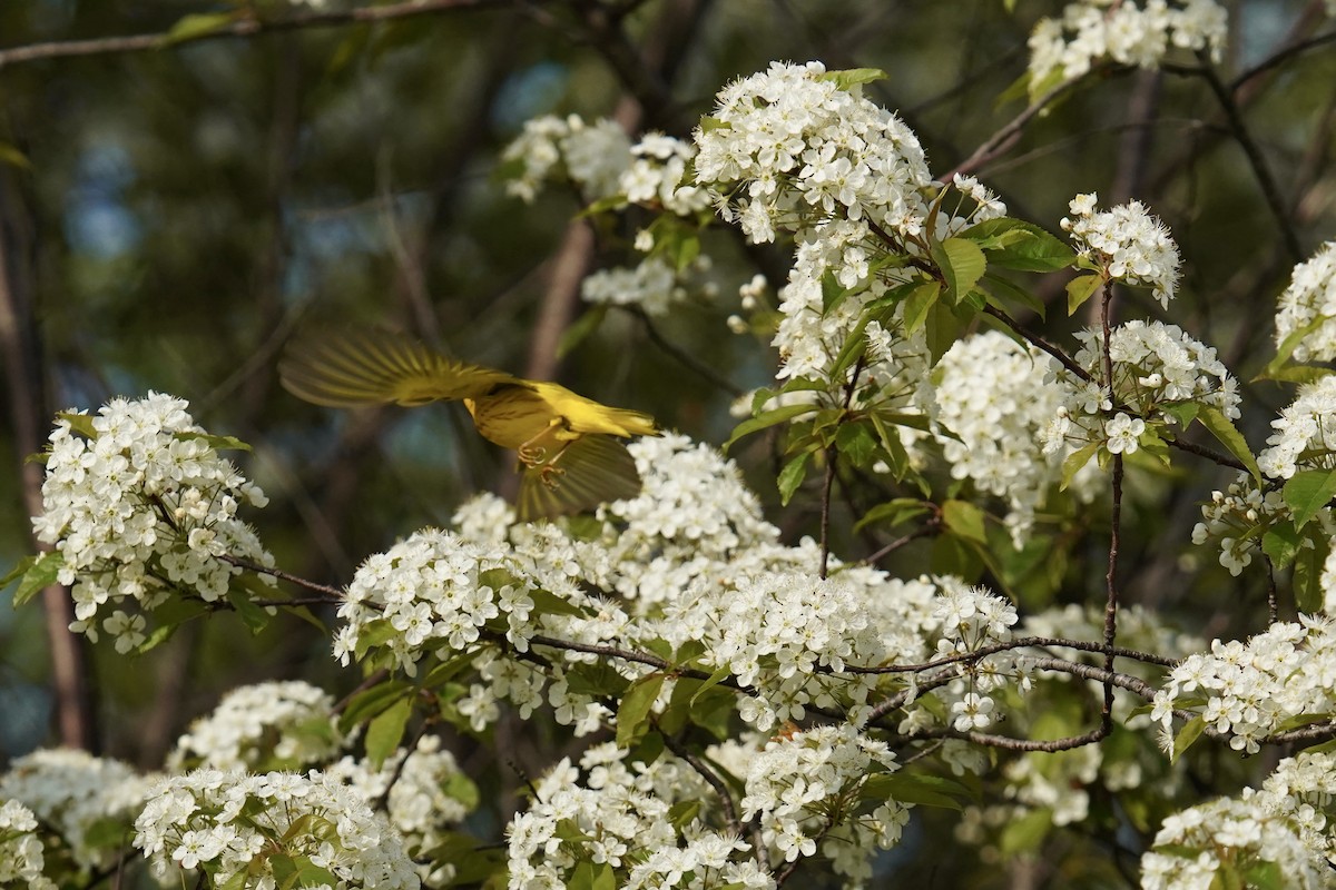 Yellow Warbler (Northern) - ML619499549