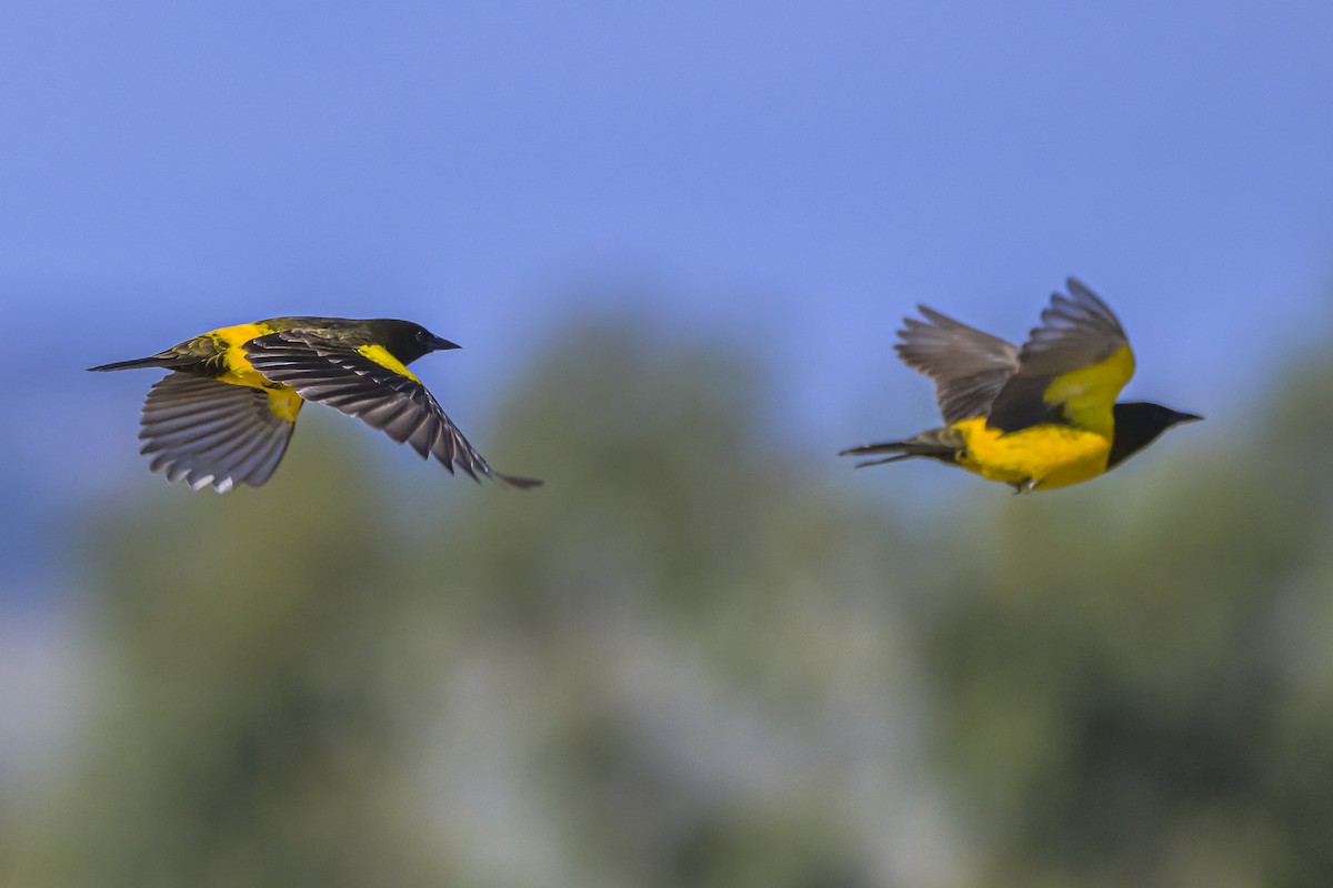 Yellow-rumped Marshbird - Amed Hernández