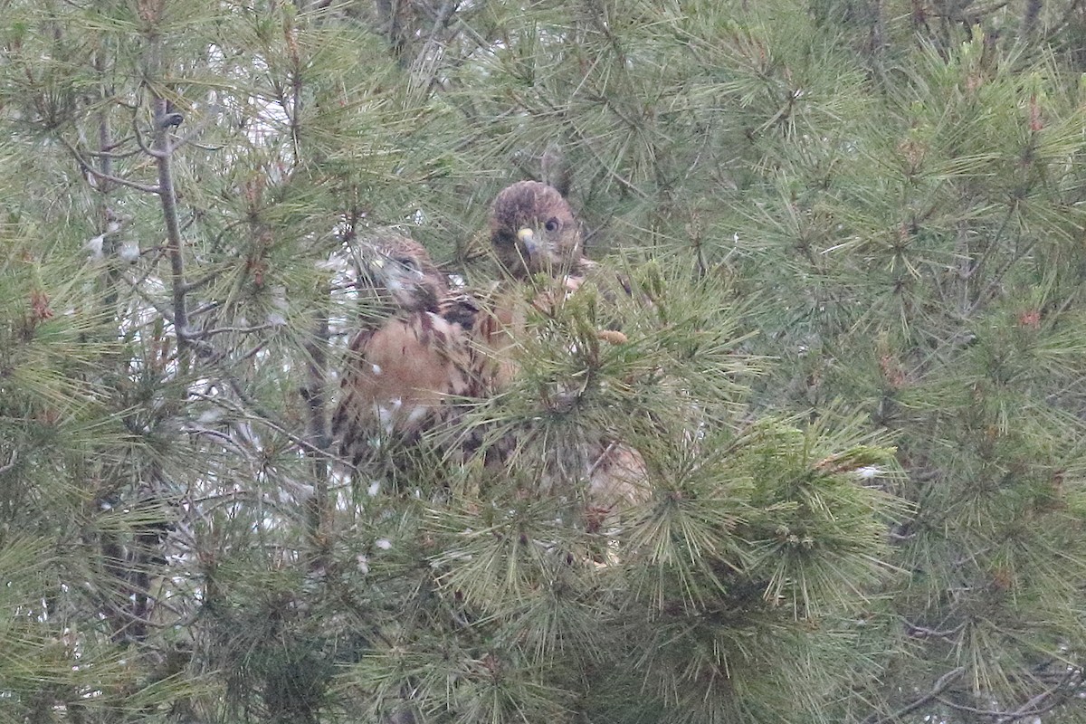 Red-tailed Hawk - Jeffrey Fenwick