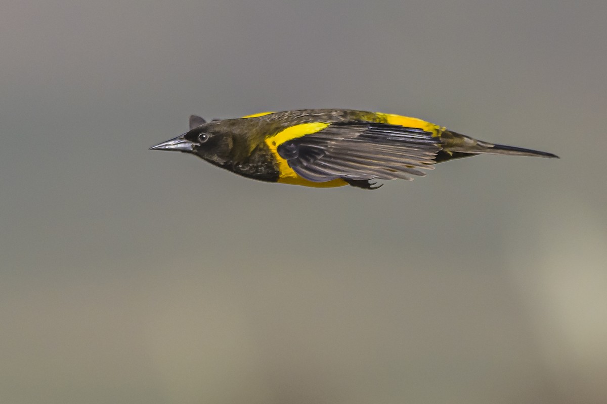 Yellow-rumped Marshbird - Amed Hernández