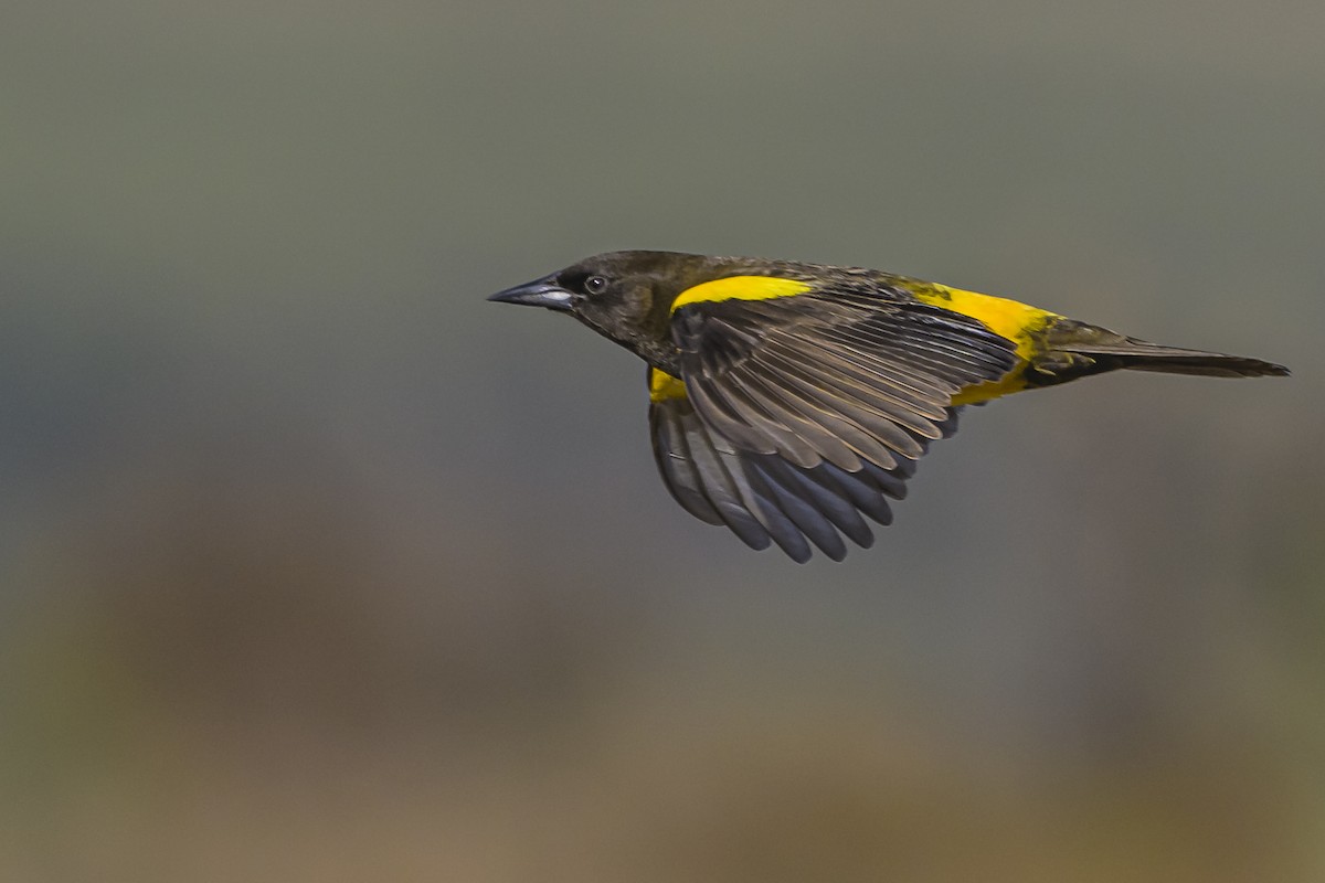 Yellow-rumped Marshbird - Amed Hernández