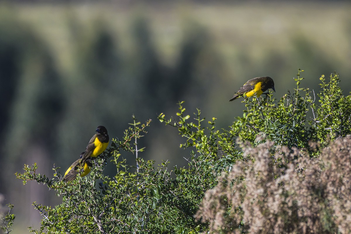 Yellow-rumped Marshbird - Amed Hernández