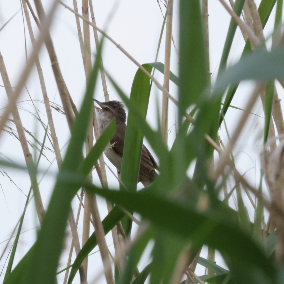 Great Reed Warbler - Jan Badura