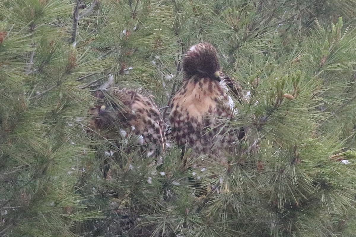 Red-tailed Hawk - Jeffrey Fenwick