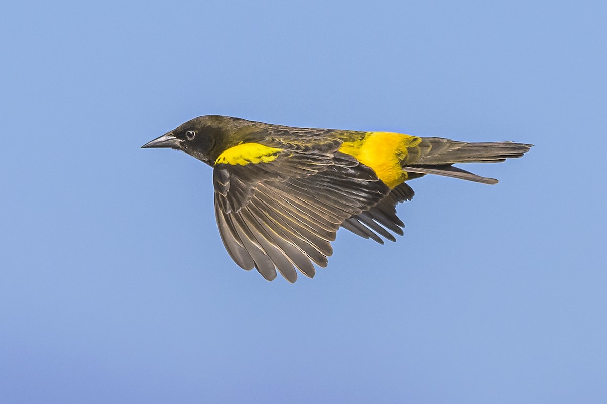 Yellow-rumped Marshbird - Amed Hernández