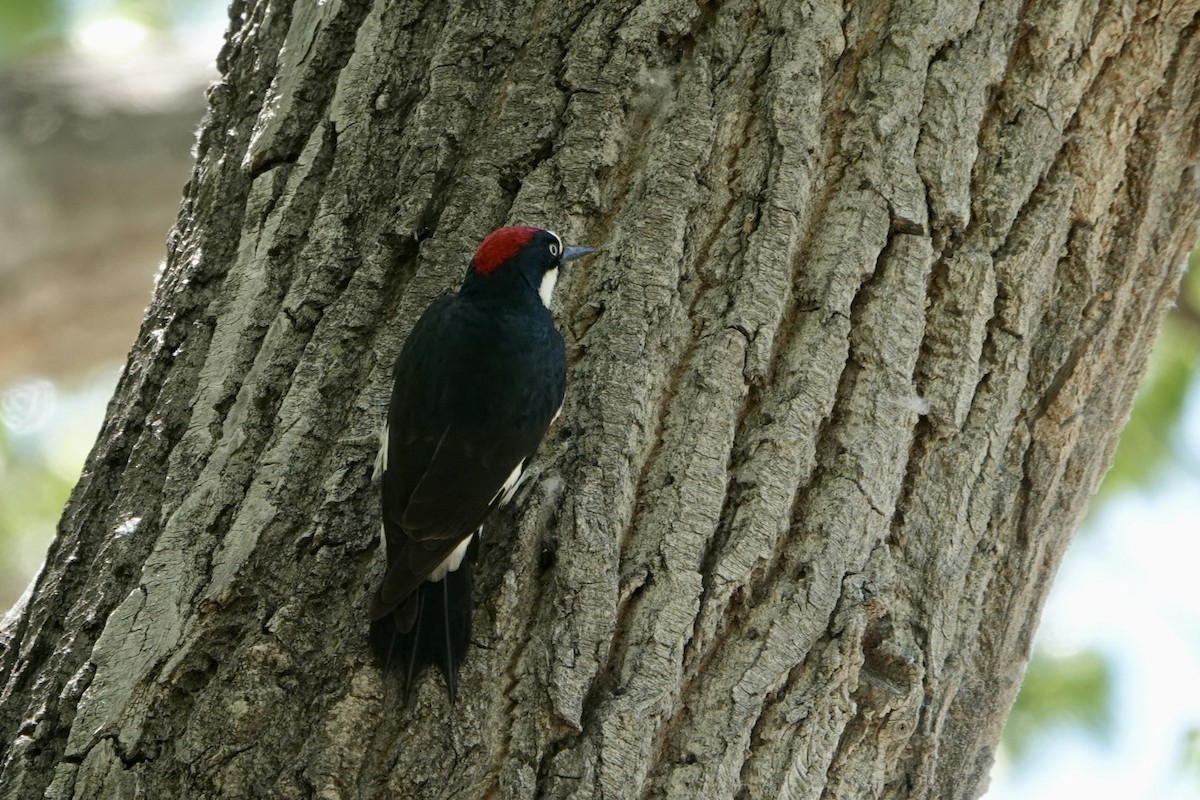 Pic glandivore - ML619499570