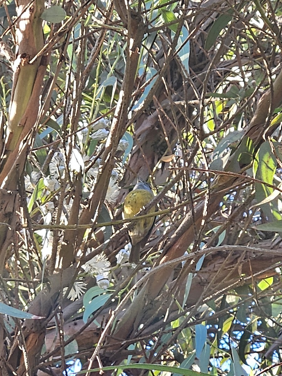 Gray-hooded Sierra Finch - ML619499572