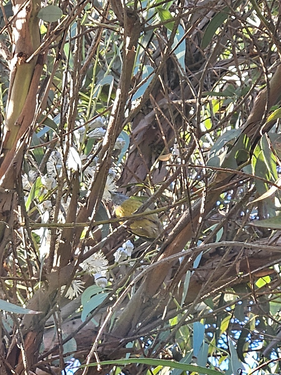 Gray-hooded Sierra Finch - Camila Consuelo González Bravo