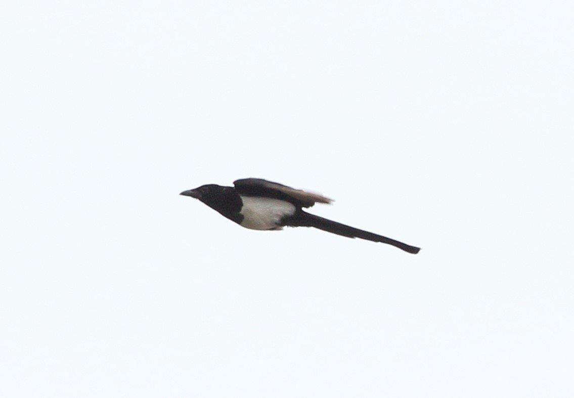 Eurasian Magpie - ML619499574