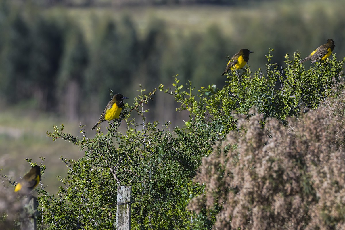 Yellow-rumped Marshbird - Amed Hernández