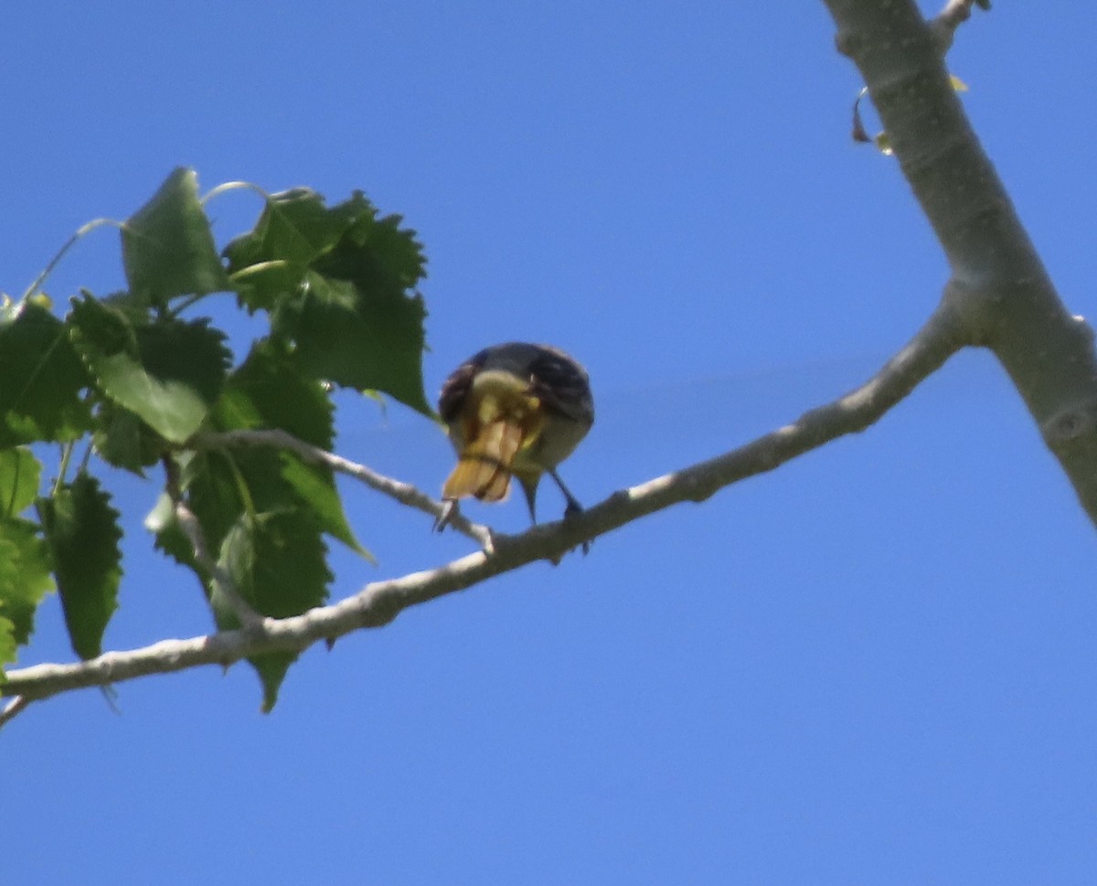 Bullock's Oriole - Patricia DiLuzio