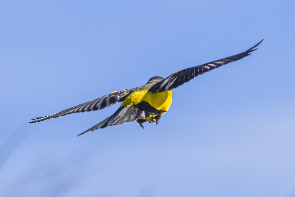 Yellow-rumped Marshbird - ML619499585