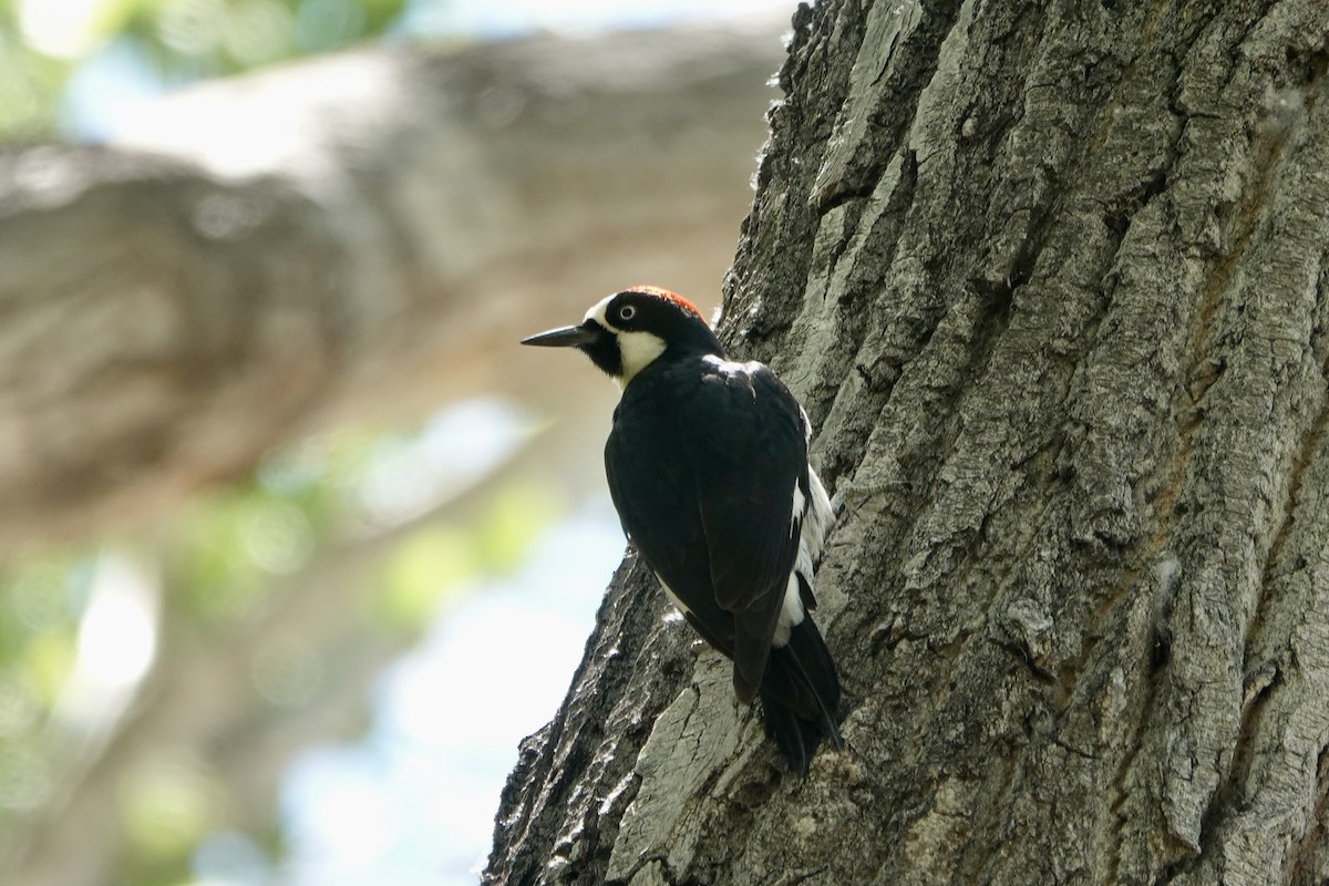 Acorn Woodpecker - ML619499586