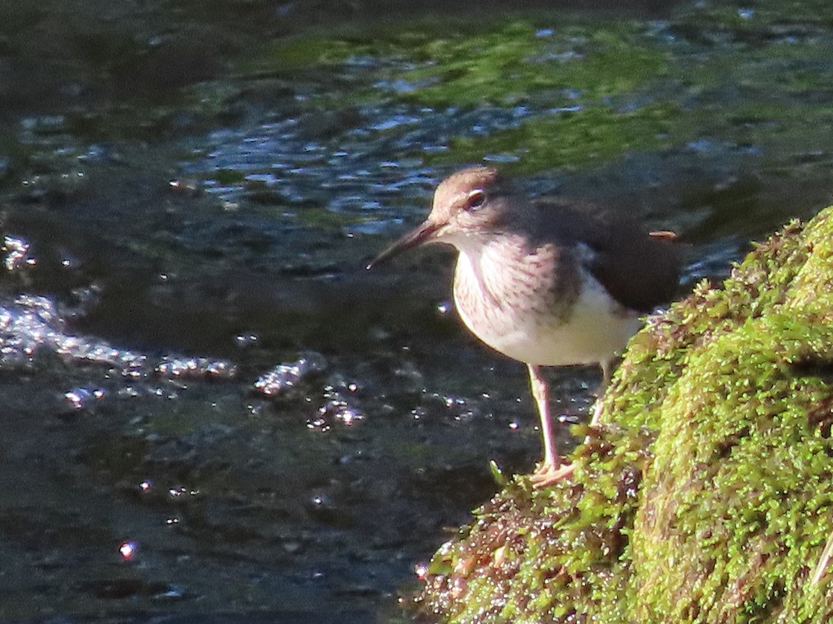 Common Sandpiper - Anonymous