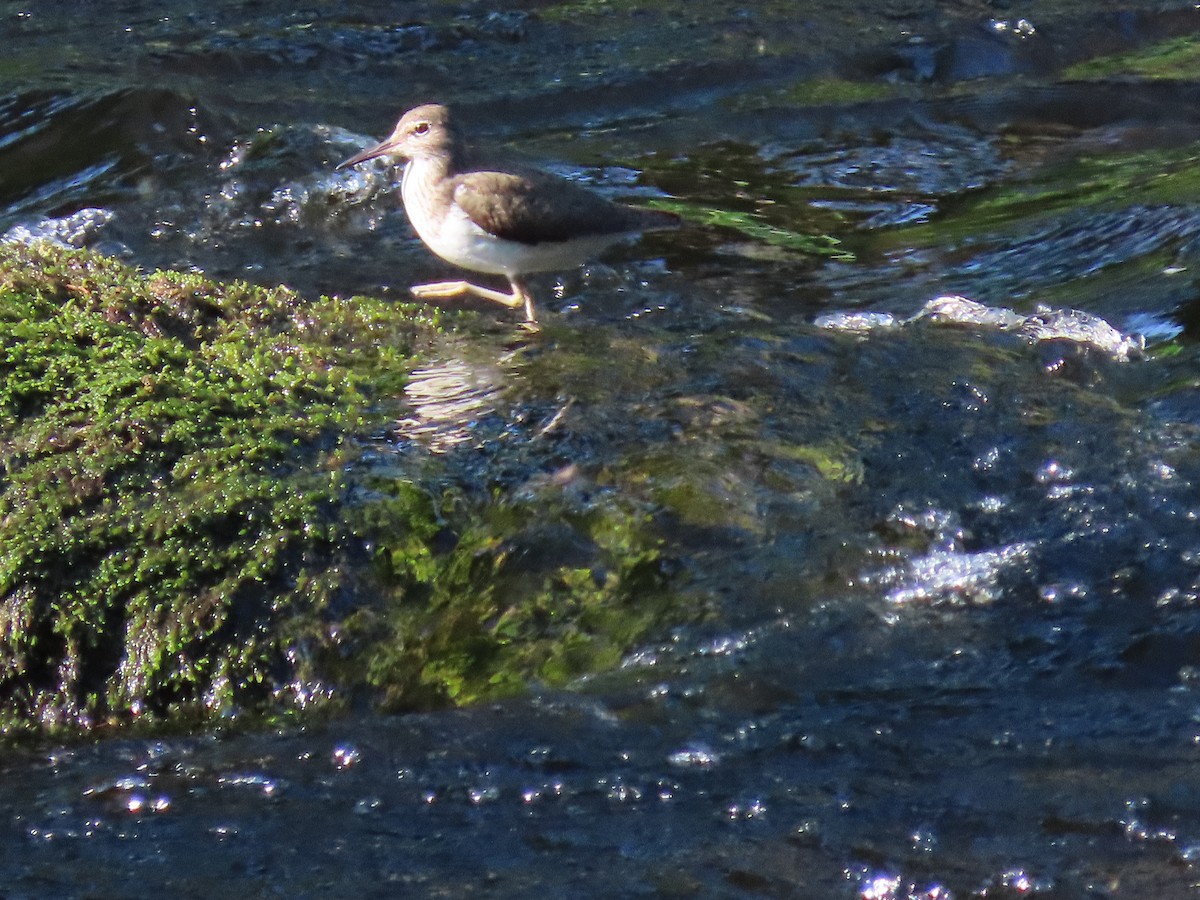 Common Sandpiper - Anonymous