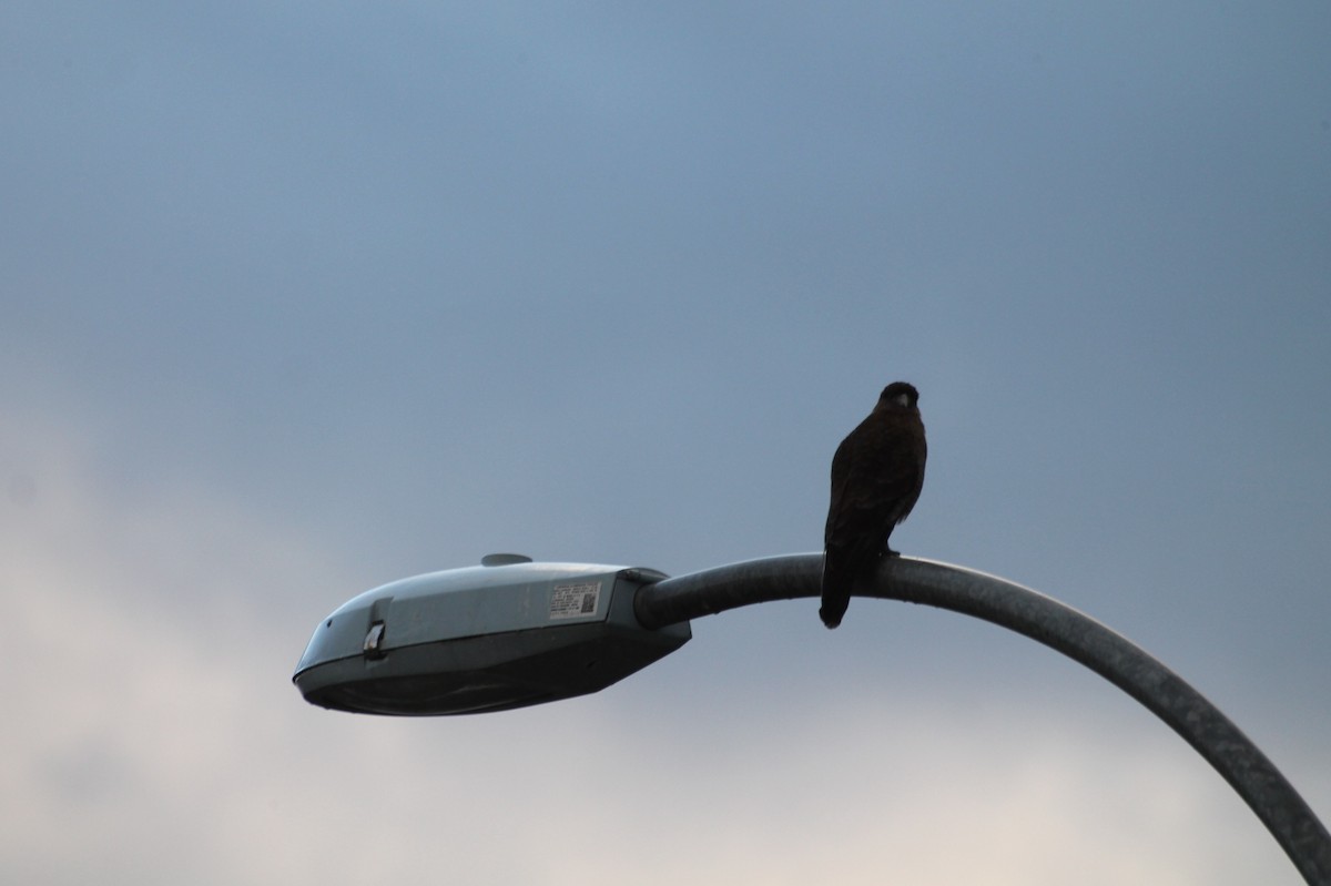 Chimango Caracara - Tamara Chacón aedo