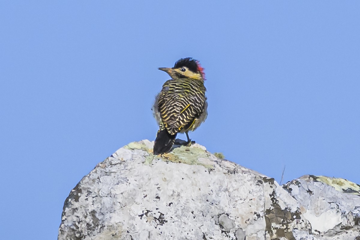 Green-barred Woodpecker - Amed Hernández