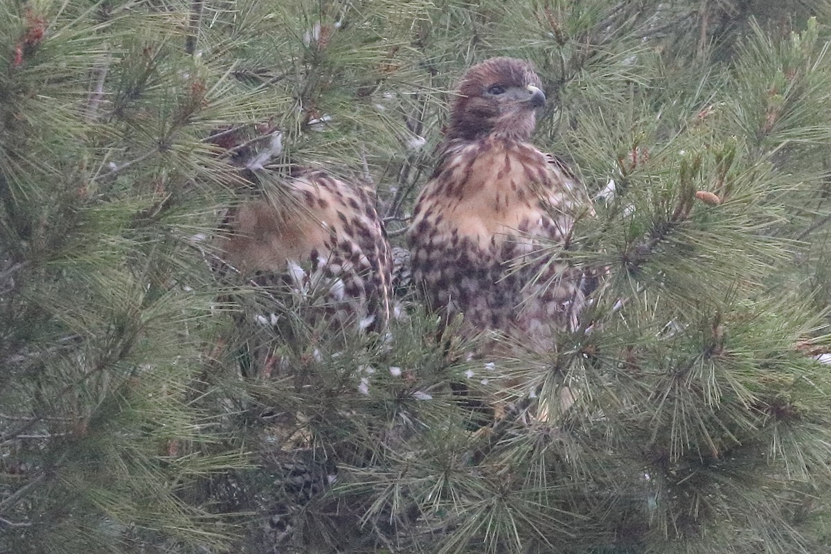 Red-tailed Hawk - Jeffrey Fenwick