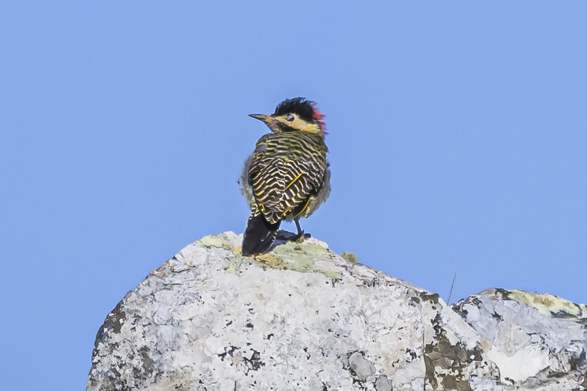 Green-barred Woodpecker - Amed Hernández