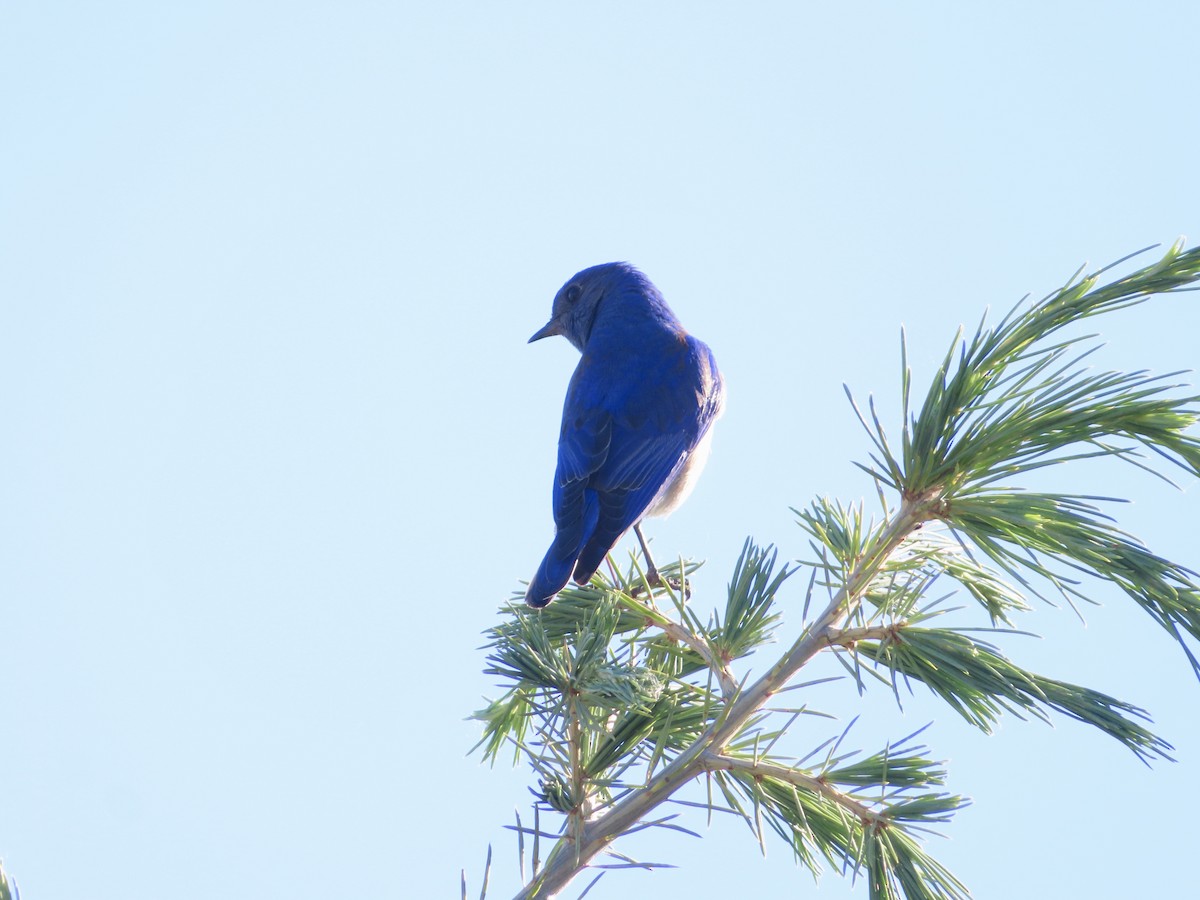 Western Bluebird - Sara Griesemer